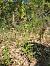 Epipactis provincialis  - Laurent Mazet