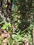 Epipactis provincialis  - Laurent Mazet