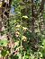 Epipactis provincialis  - Laurent Mazet