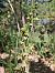 Epipactis provincialis  - Laurent Mazet