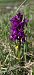 Dactylorhiza alpestris (Orchis des Alpes) © Jean Bastianelli