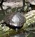 Testuggine palustre dalle orecchie gialle (Trachemys scripta scripta) © Erika Mero
