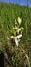 Ophrys apifera (Ophrys abeille) © Claire Perrachon