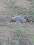 Red-eared Terrapin (T.s.elegans) (Trachemys scripta elegans) © Fabio Lovisetto