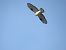 Àguila cuabarrada (Aquila fasciata) © Andreu Duclau