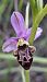 Ophrys querciphila (Ophrys des chênes) © auteur non diffusé