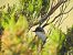 Tallarol emmascarat (Curruca hortensis) © Andreu Duclau