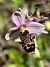 Ophrys picta (Ophrys peint) © auteur non diffusé