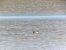 Phalarope à bec étroit 