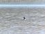 Phalarope à bec étroit 
