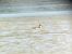 Phalarope à bec étroit 