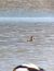 Phalarope à bec étroit 