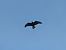 Poiana (Buteo buteo) © Fabrizio Bulgarini
