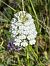 Anacamptis pyramidalis © Antonio Mazzone