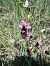 Ophrys bertolonii © Marco Cortemiglia