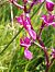 Anacamptis laxiflora (Orchis à fleurs lâches) © Clément Chauvet