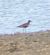 Limicolo indet. (Charadriiformes sp.) © Gabriele Gianatti