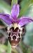 Ophrys querciphila (Ophrys des chênes) © auteur non diffusé