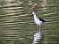 Echasse blanche 