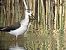 Echasse blanche 