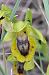 Ophrys lutea (Ophrys jaune) © auteur non diffusé