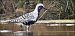 Pivieressa (Pluvialis squatarola) © Giuseppe Di Lieto