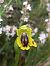 Ophrys lutea © Assumpta Molist