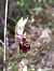 Ophrys fuciflora subsp. druentica  - Emmanuel Cosson