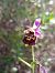 Ophrys fuciflora subsp. druentica  - Emmanuel Cosson