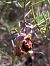 Ophrys fuciflora subsp. druentica  - Emmanuel Cosson