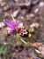 Ophrys fuciflora subsp. druentica  - Emmanuel Cosson