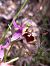 Ophrys fuciflora subsp. druentica  - Emmanuel Cosson