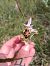 Ophrys fuciflora subsp. druentica  - Thomas Mathieu