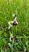 Ophrys fuciflora (Ophrys frelon) © Christian Lenhard