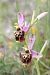Ophrys fuciflora subsp. druentica  - Richard Fay