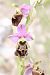 Ophrys fuciflora subsp. druentica  - Richard Fay