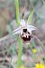 Ophrys fuciflora subsp. druentica  - Richard Fay