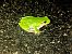 Italienischer Laubfrosch (Hyla intermedia) © Erika Mero