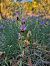 Ophrys fuciflora subsp. druentica  - Virgile Gazzaniga
