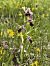 Ophrys fuciflora subsp. druentica - Richard Fay