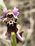 Ophrys fuciflora subsp. druentica - Richard Fay