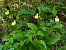 Cypripedium calceolus  - Thomas Lux