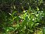 Cypripedium calceolus  - Thomas Lux