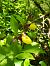 Cypripedium calceolus  - Thomas Lux