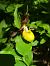 Cypripedium calceolus  - Thomas Lux