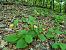 Cypripedium calceolus  - Virgile Gazzaniga