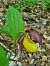Cypripedium calceolus  - Virgile Gazzaniga