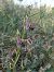 Ophrys querciphila  - Marcel Arumí