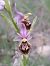 Ophrys fuciflora subsp. druentica  - Emmanuel Cosson