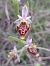 Ophrys fuciflora subsp. druentica  - Emmanuel Cosson